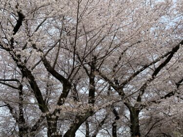 お花見デート🌸播磨坂桜並木～小石川植物園