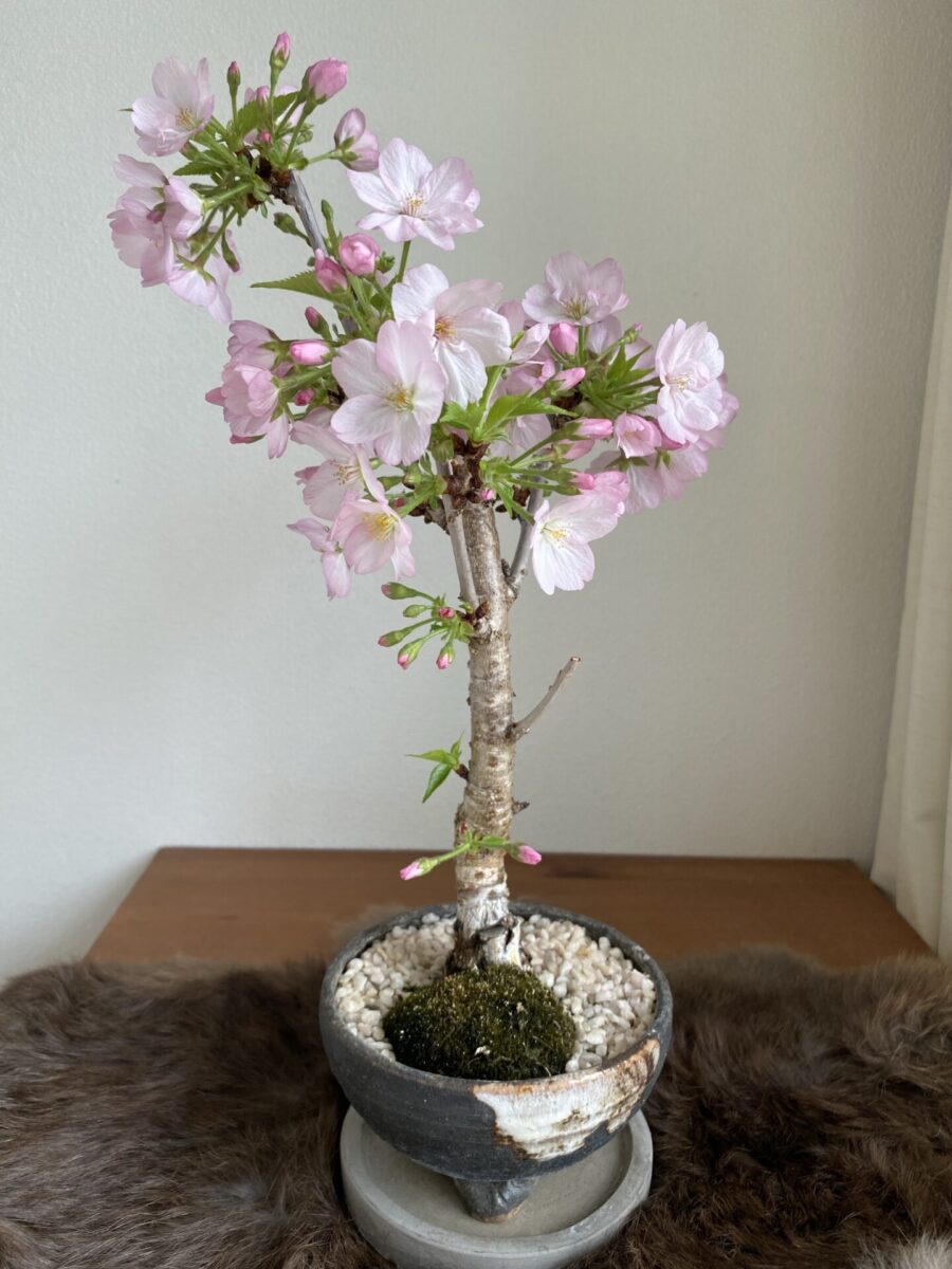 桜盆栽でおうち花見を楽しもう♡おすすめの盆栽専門店もご紹介♪