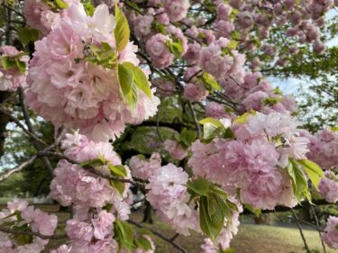 有給取って新宿御苑の八重桜をおひとり様花見